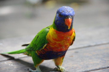 parrot