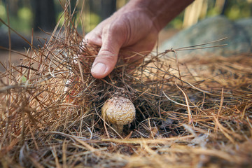 uncovering a wild mushroom