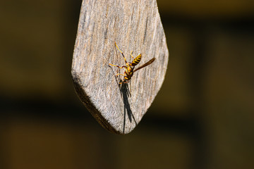 Yellow Jacket Paper Wasp hanging on board