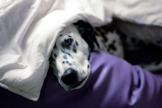 「Dalmata」の画像 774 件の Stock 写真、ベクターおよびビデオ Adobe Stock