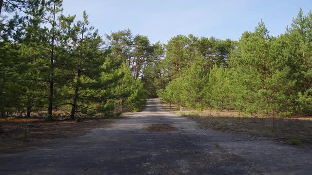 abandoned concrete road in the pine spring forest