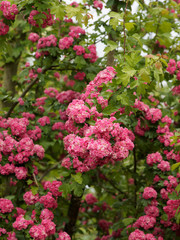 Zweigriffelige Weissdorn 'Paul's Scarlet' (Crataegus laevigata) oder Echte Rotdorn mit karminroten Frühlingsblüte, dunkelgrüne Belaubbung, gelappten Blättern, verholz Stängel, braun und rissige Borke 