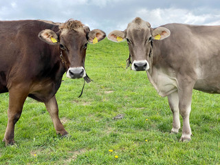Braunvieh auf der Weide