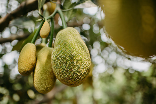 Jackfruchtbaum, Artocarpus heterophyllus