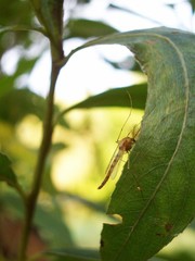 a dragon fly is sitting on a leaf