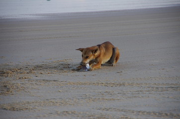 Dingo