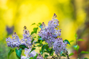 Fioletowy bez na zielonym tle w parku © Michal45