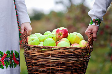 Gardeners hold a basket of apples. Autumn garden. Gift of nature. Crop of apples. Organic gardening.