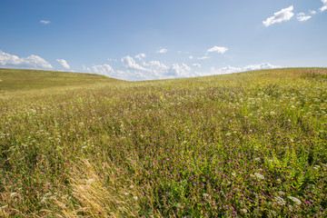 Obraz premium hillside with flowering grass, meadow