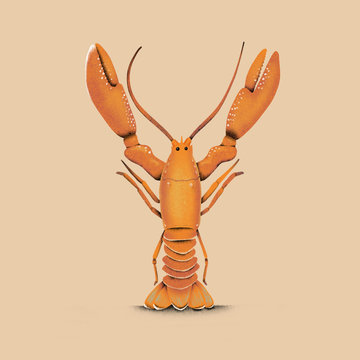 Lobster - Y