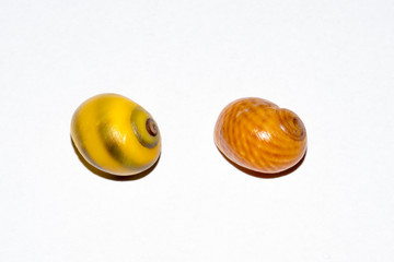 Closeup of two beautiful flat periwinkles, Littorina obtusata, showing the spiral pattern on the shell. These snail shells are photographed in a studio on a white background.