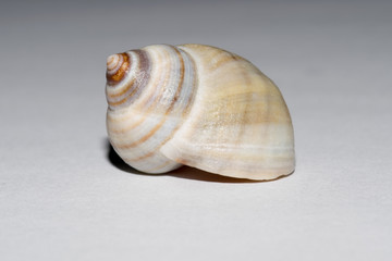 Closeup of the common periwinkle, Littorina littorea. The shell is photographed on a white background in a studio.
