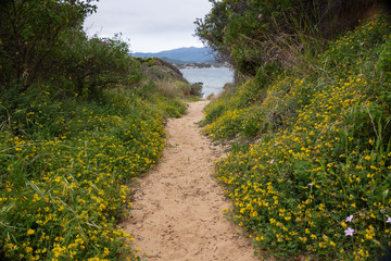 Fototapeta na wymiar A path lined with yellow flowers through the Corsican maquis, leading to the sea
