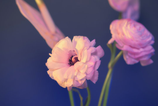 Beauty pink eustoma on blue background