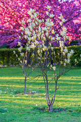 Drzewo magnolii białej na różwym tle - obrazy, fototapety, plakaty