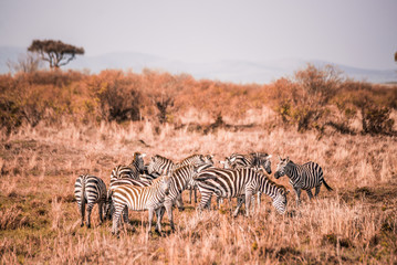 Fototapeta na wymiar zebras on safari in Masai Mara Kenya