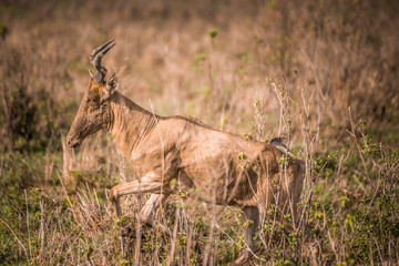 wild goat on safari in Masai Mara Kenya