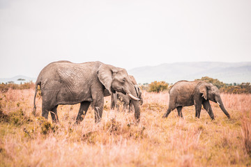 Fototapeta premium elephant on safari in Masai Mara Kenya