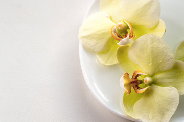 Fototapeta na wymiar Yellow orchid flowers in a white saucer.