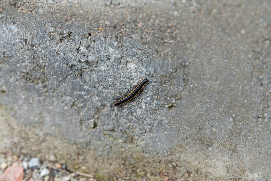 Millipede on a stone