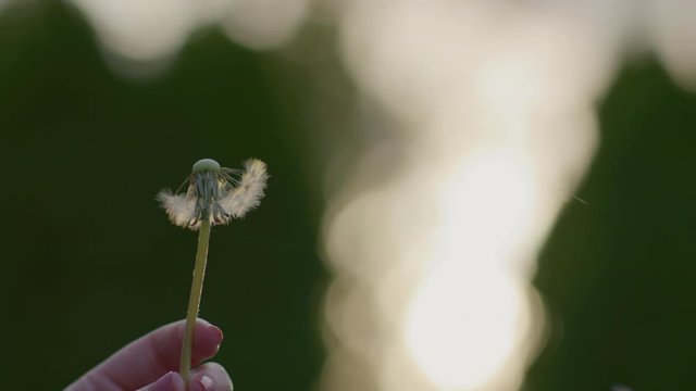 Woman Holds A Dandelion In Air, Blows Seeds To Make A Wish, Slow Motion