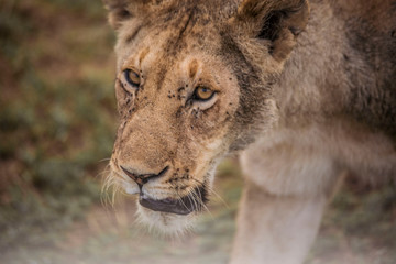 wild lion on safari in Masai Mara Kenya