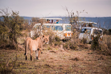 wild lion on safari in Masai Mara Kenya