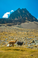 A Brown and Grey Llamas Looking over the Grass in the Valley of the Llamas near the snowy Condoriri, a Mountain in Bolivia's Cordillera Real