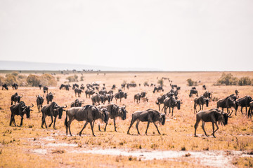 wildebeest on safari in Masai Mara Kenya