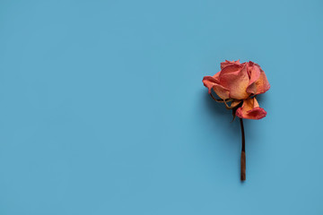 Flower composition. Dried rose flower on blue  background. Flat lay, top view, copy space