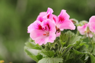 pink and white flowers