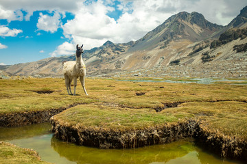 A White Llama Staring at the Camera over the Grass in the Valley of the Llamas near the snowy Condoriri, a Mountain in Bolivia's Cordillera Real