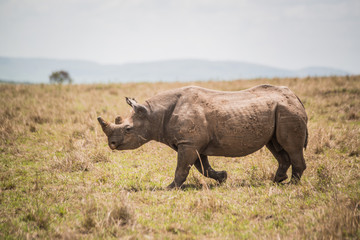 Naklejka na ściany i meble rhino on safari in Masai Mara Kenya
