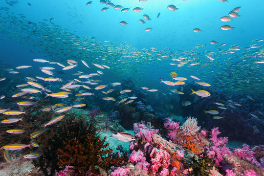 Colorful coral reef full of fish