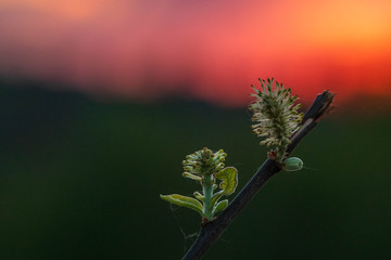 Wiosenne rośliny na tle zachodzącego słońca © Michal45