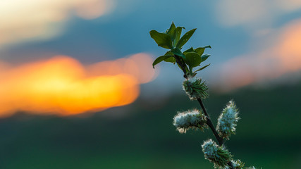 Wiosenne rośliny na tle zachodzącego słońca © Michal45