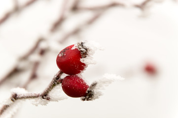 rosehip under hoarfrost in winter