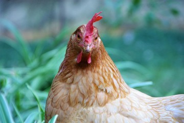 gallina rupestre