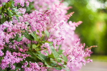 flowering branch of persian lilac