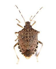 Brown Marmorated Stink Bug isolated on white background, with clipping path (Halyomorpha halys)