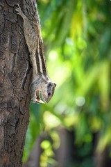 Squirrel on tree eating food.