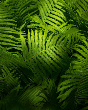 Perfect natural fern pattern. Beautiful background made with young green fern leaves.