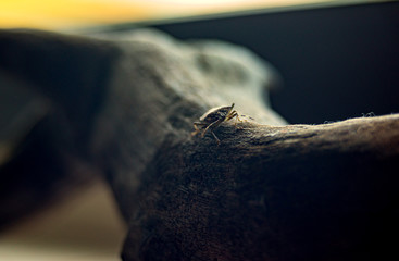 Heteroptera bug invasion at home