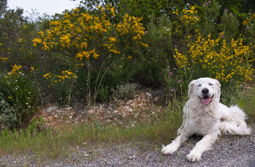 White Kuvasz Dog on the grass with beautiful bushes of yellow Genista corsica in the background