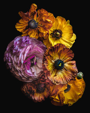 Naklejki Close up of colorful buttercup flowers
