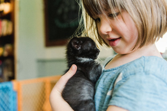 stock photo of adorable little girl holding a kitten in her hands