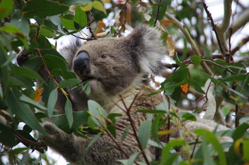 Koala bear