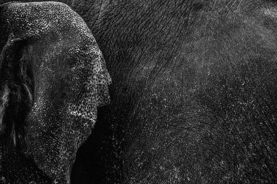 Elephant ears and skin