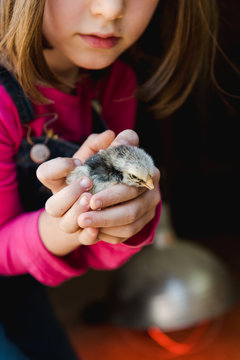 stock photo of adorable little girl holding a baby chick in her hands