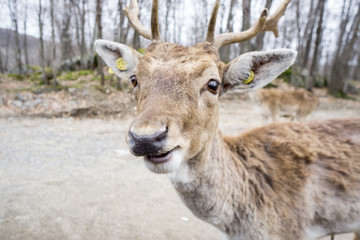 Tagged deer in the forest